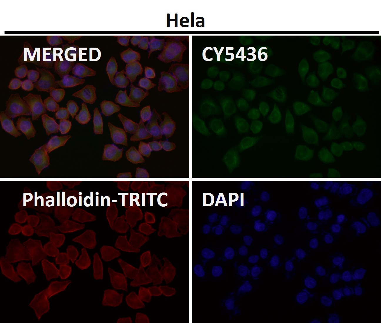 Rabbit Monoclonal to SEC14L2/TAP