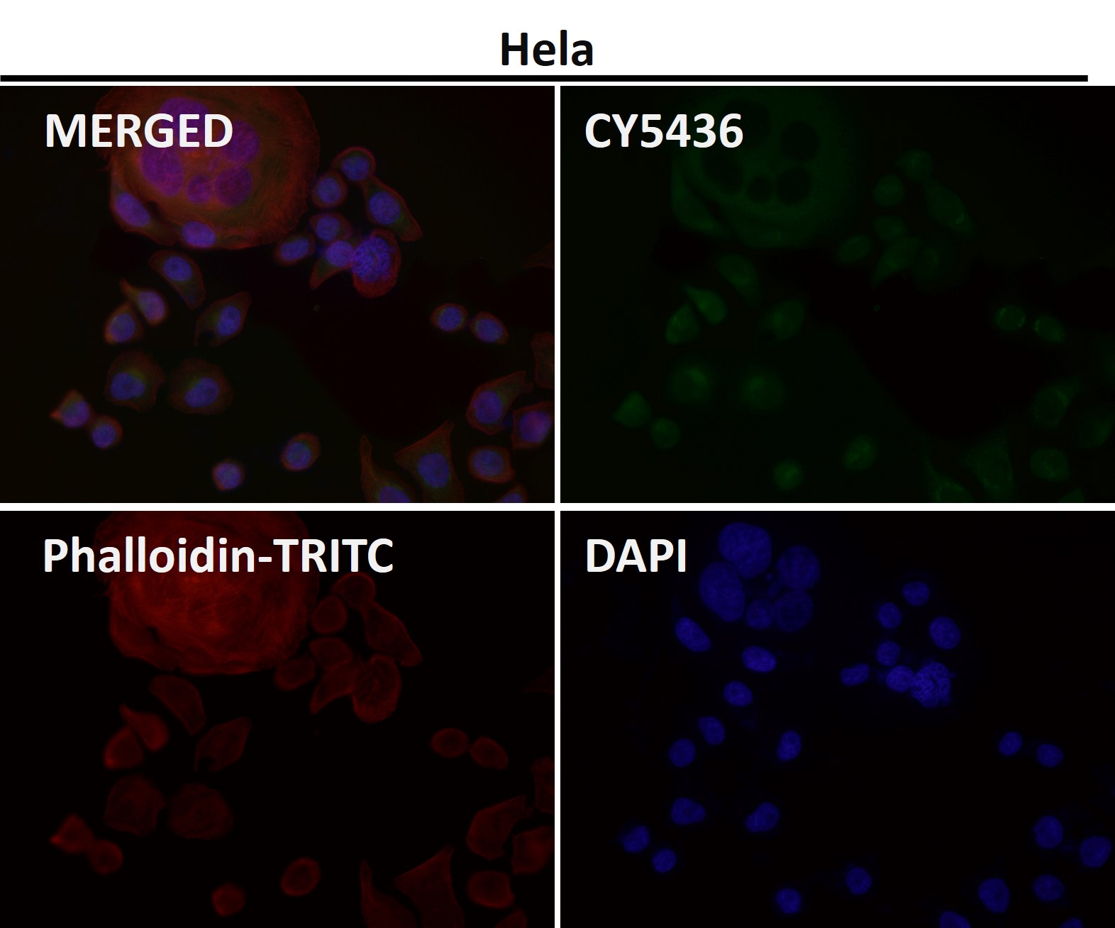 Rabbit Monoclonal to SEC14L2/TAP