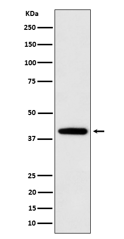 Rabbit Monoclonal to SEC14L2/TAP
