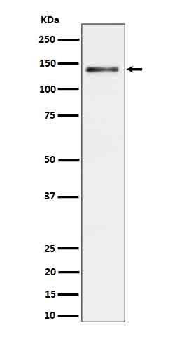 Rabbit Monoclonal to Ceruloplasmin
