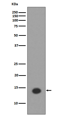Histone H2A(acetylK9)