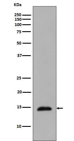 Phospho-HistoneH2B(T129)
