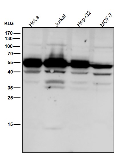 Caspase 2