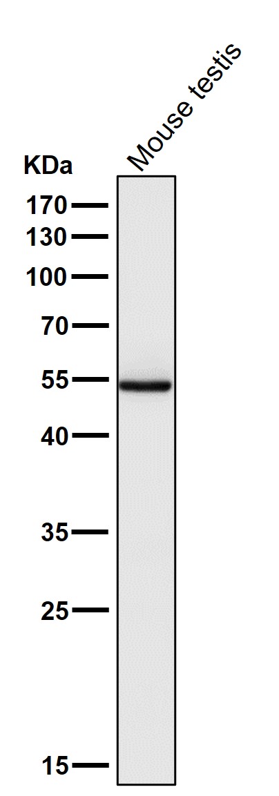 PI3 Kinase p55 gamma