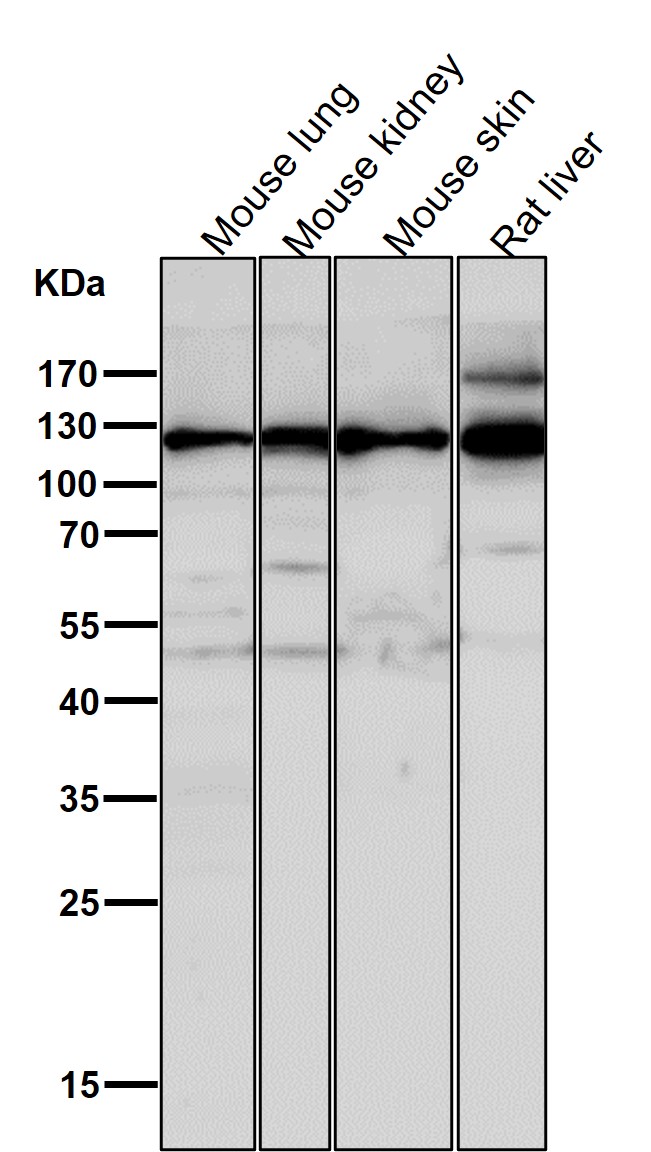 Integrin alpha 6