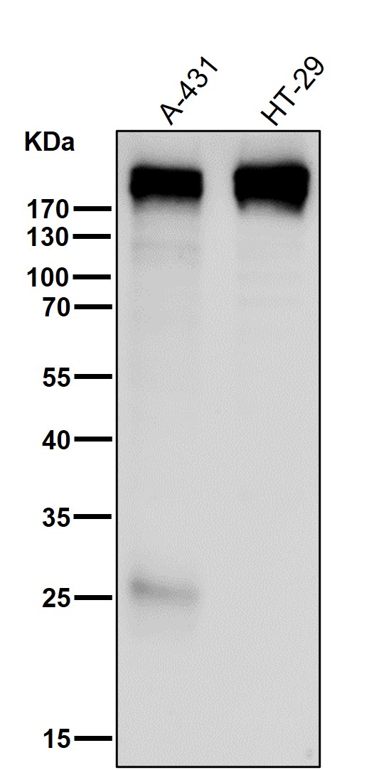 Collagen XVII