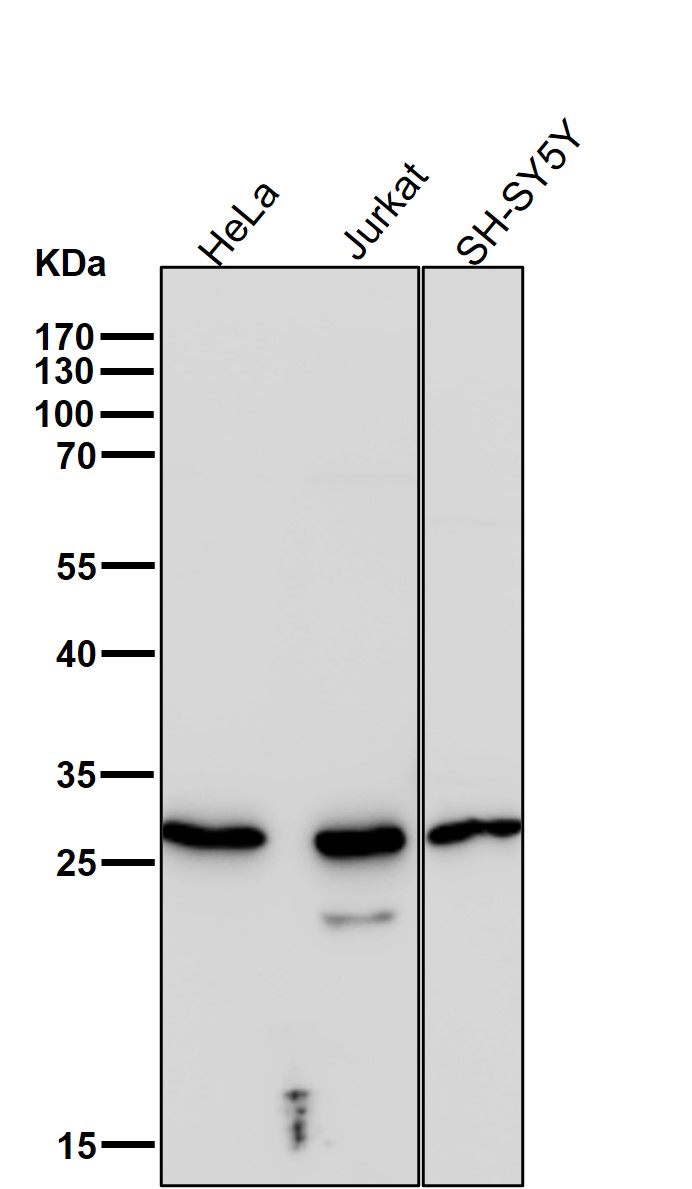 RPS3