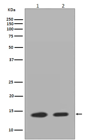 Histone H2A.Z