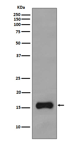 Rabbit Monoclonal to TOMM20