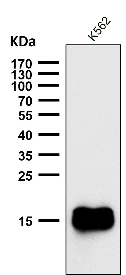 Rabbit Monoclonal to TOMM20