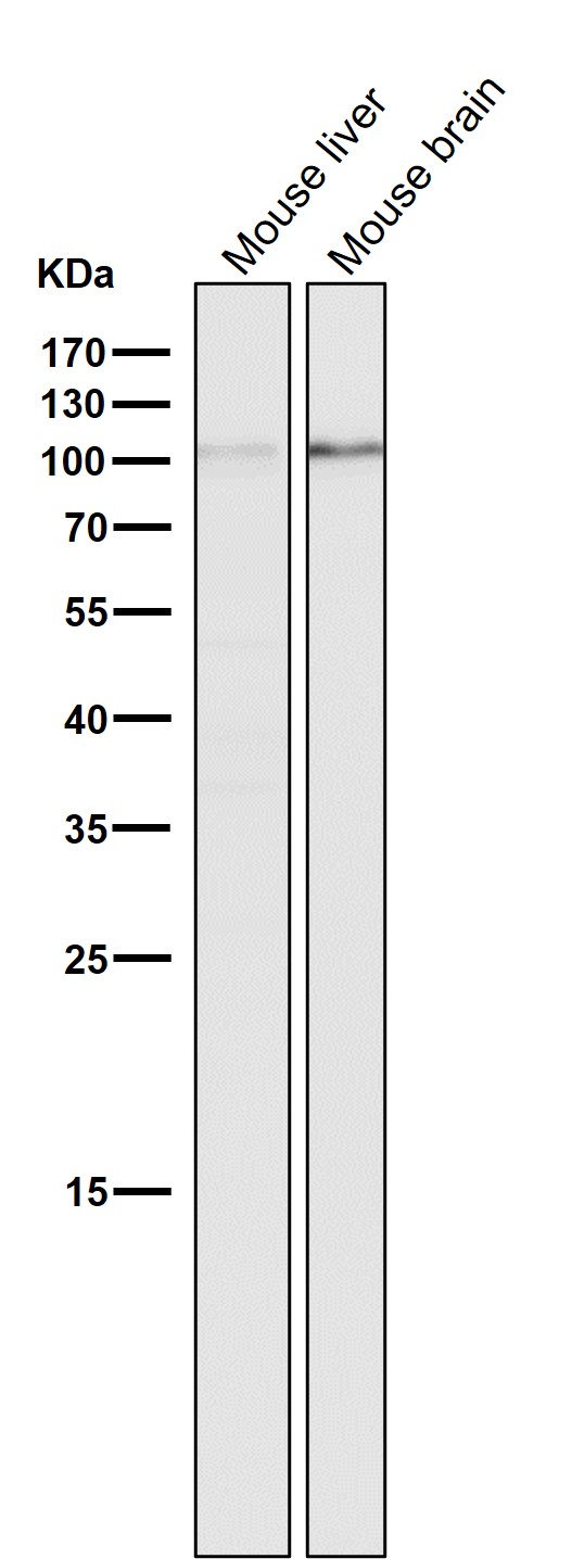 DGCR8