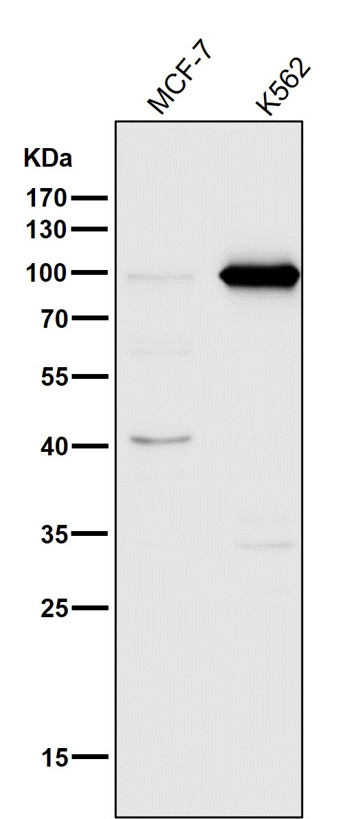 Rabbit Monoclonal to DGCR8