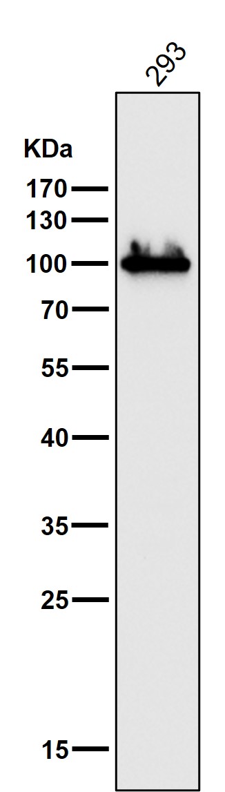 Rabbit Monoclonal to DGCR8