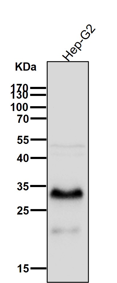 Lin 28B