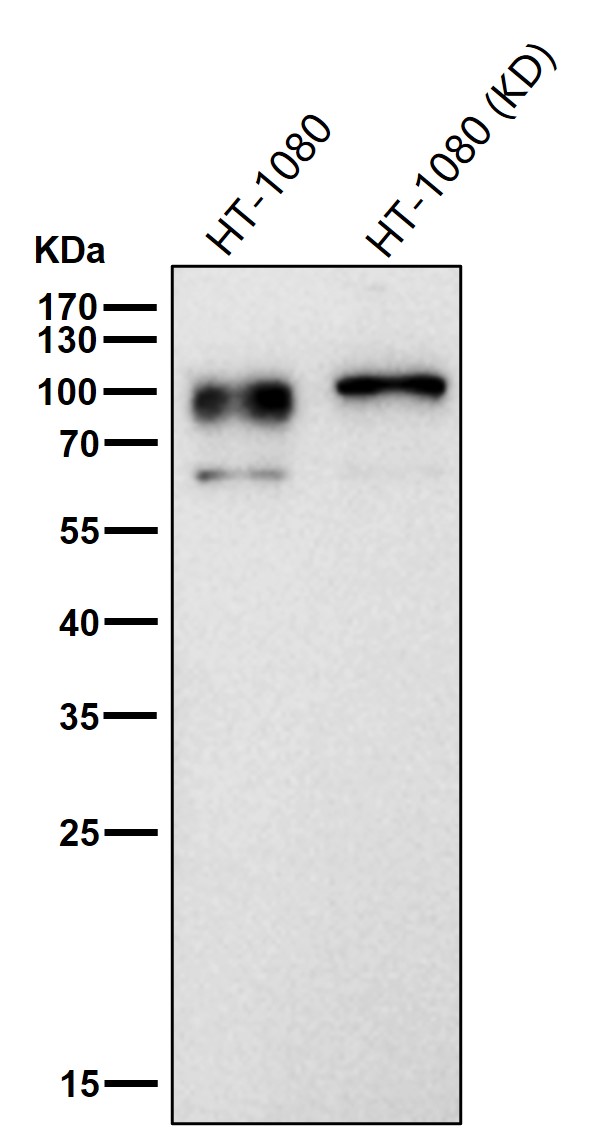Rabbit Monoclonal to HIF-1beta