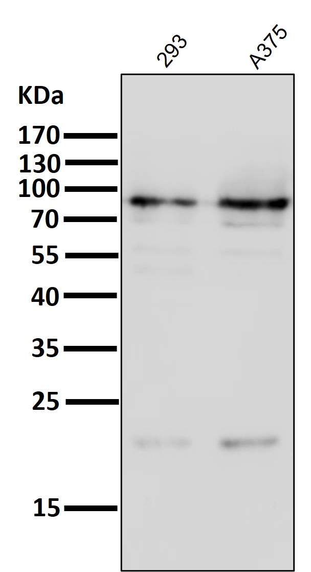 Rabbit Monoclonal to HIF-1beta