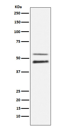 Rabbit Monoclonal to Phospho-JNK1/2/3(T183+T183+T221)