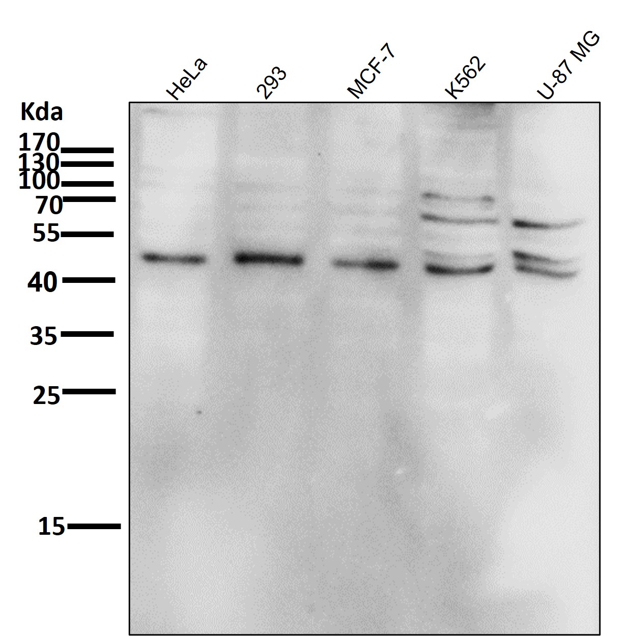 Phospho-JNK1/2/3(T183+T183+T221)