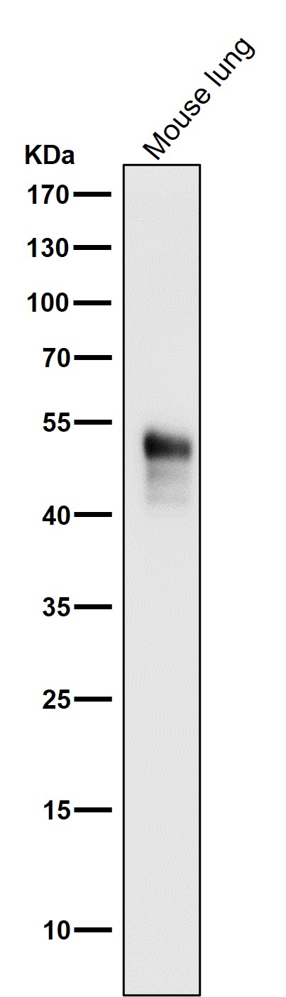 Rabbit Monoclonal to Phospho-JNK1/2/3(T183+T183+T221)