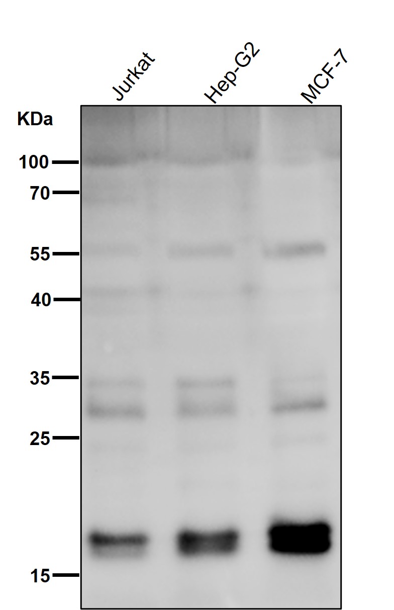 Rabbit Monoclonal to KRAS+HRAS+NRAS