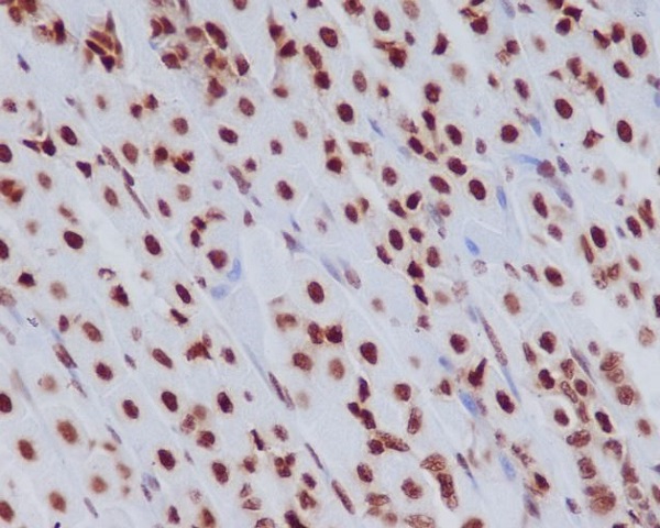 Rabbit Monoclonal to Histone H3.3