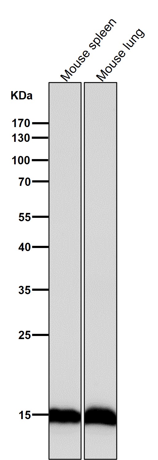 Rabbit Monoclonal to Histone H3.3