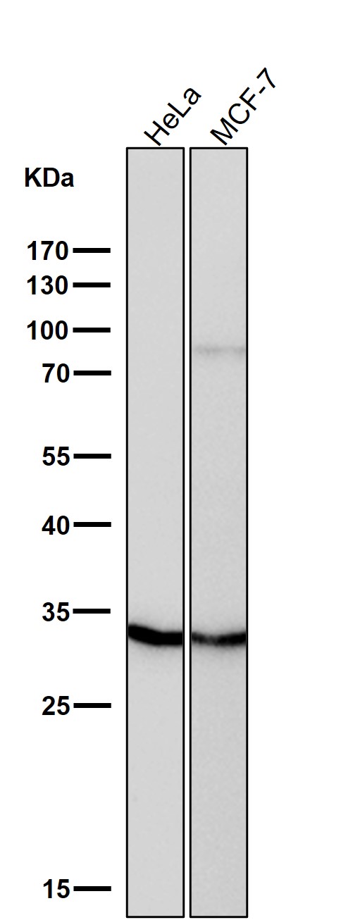 Rabbit Monoclonal to PIM1