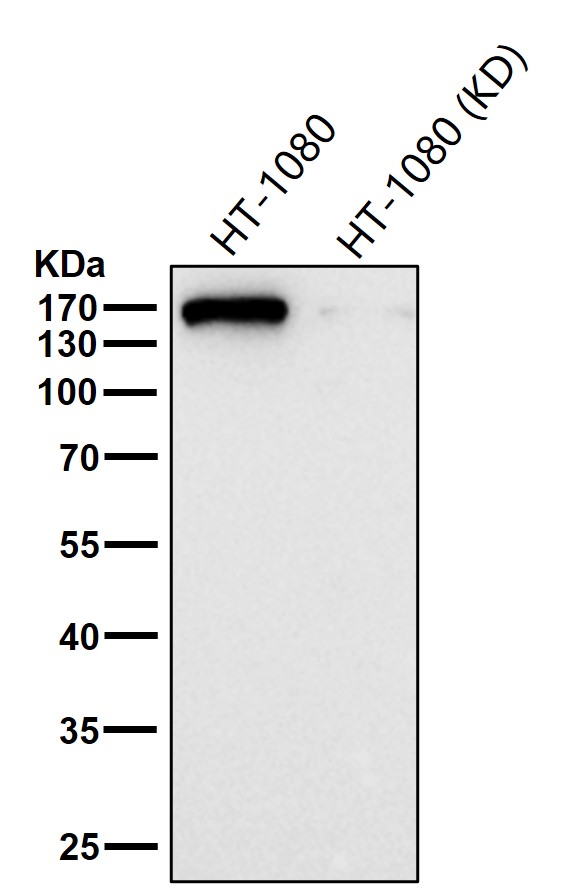 Rabbit Monoclonal to EEA1