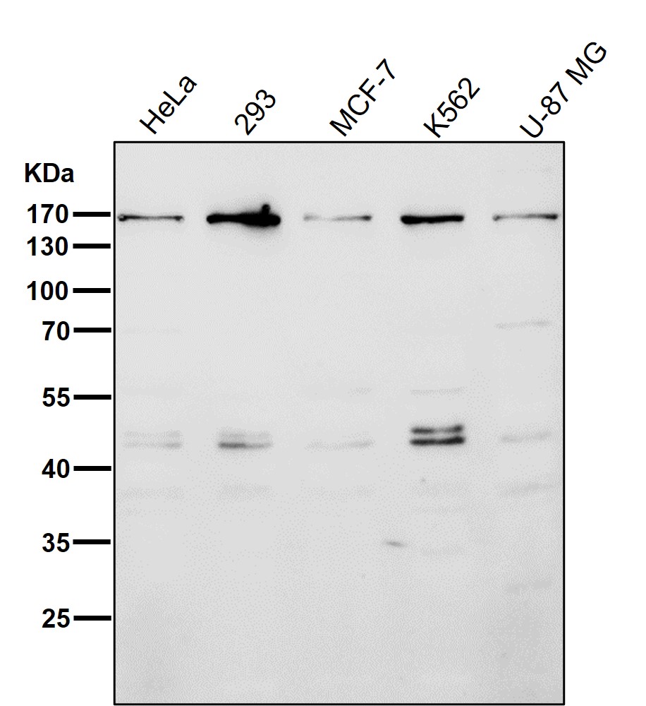 Rabbit Monoclonal to EEA1