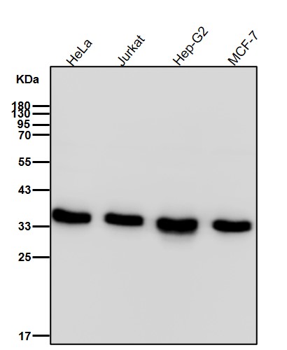 Rabbit Monoclonal to PP2A alpha+beta