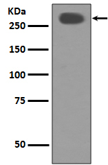 Rabbit Monoclonal to ACC1