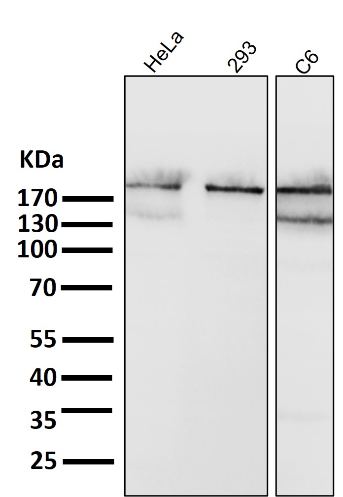 Rabbit Monoclonal to ACC1