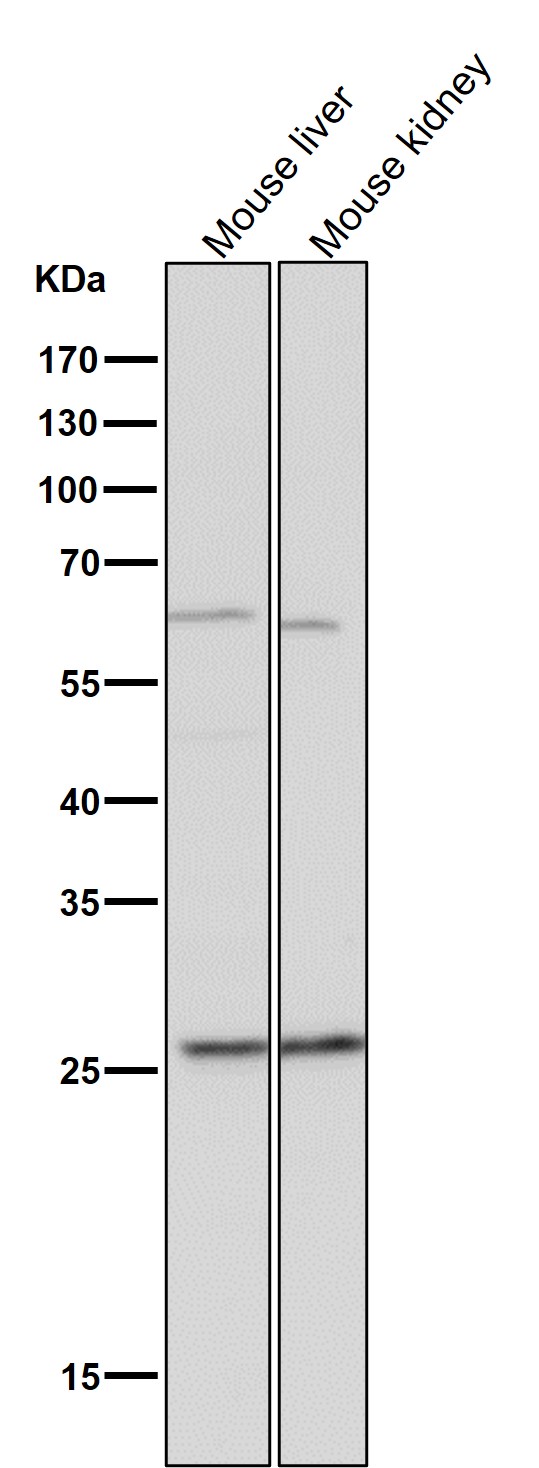 Rabbit Monoclonal to BCL2A1