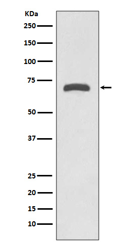 MMP8