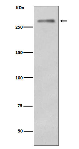 Rabbit Monoclonal to Dysferlin(Romeo)