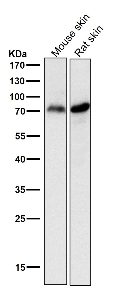 p73