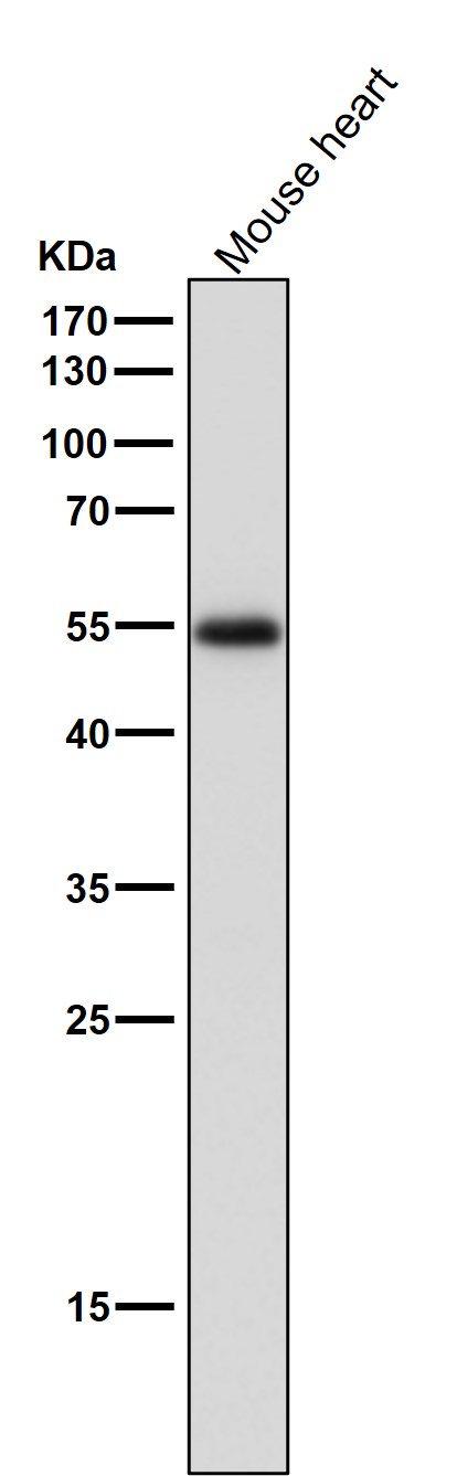 Estrogen Related Receptor alpha