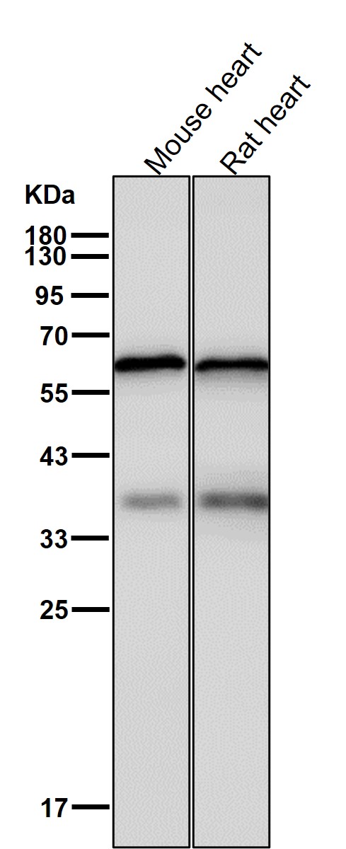STK3