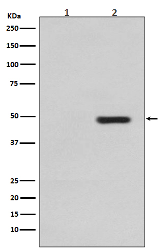 Rabbit Monoclonal to Phospho-Tau(T231)