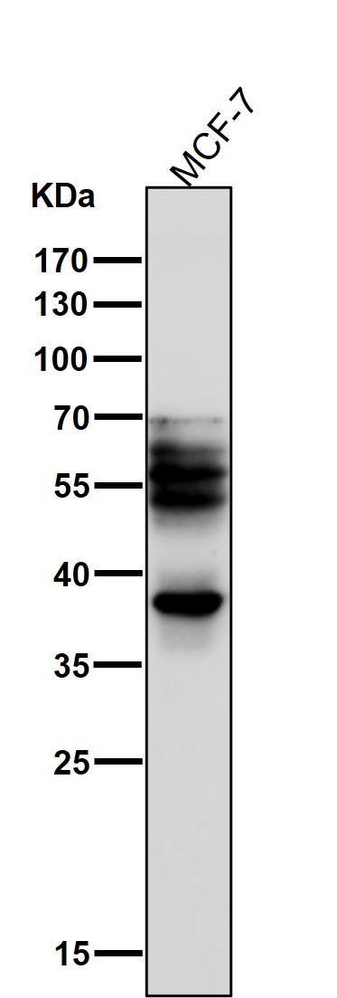 Rabbit Monoclonal to Phospho-Tau(T231)