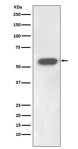 Rabbit Monoclonal to IRF7