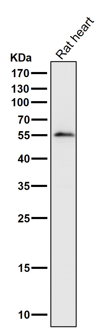 IRF7