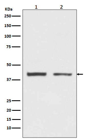 hnRNP C1/C2