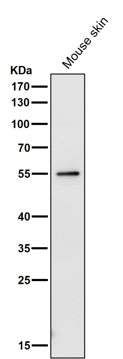 PRP19