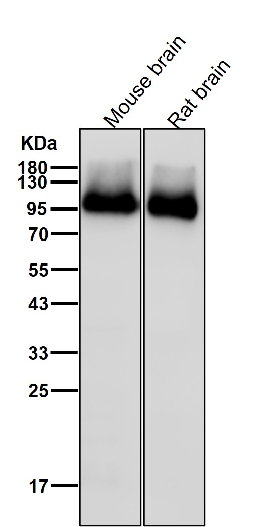 Rabbit Monoclonal to ATG9A