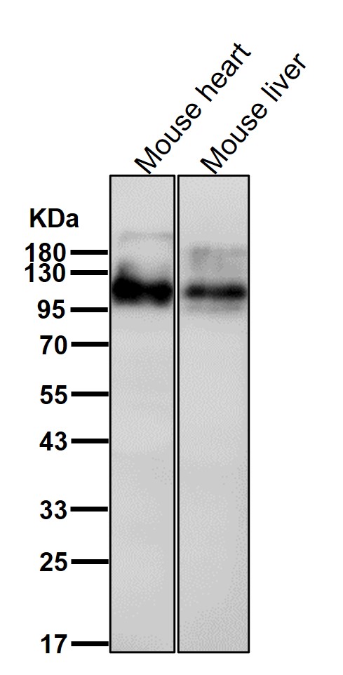 Rabbit Monoclonal to ATG9A