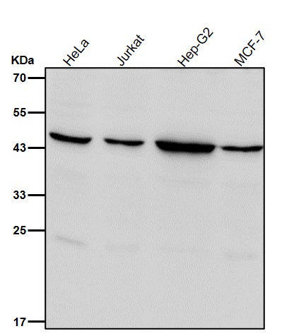 Rabbit Monoclonal to AGTR2