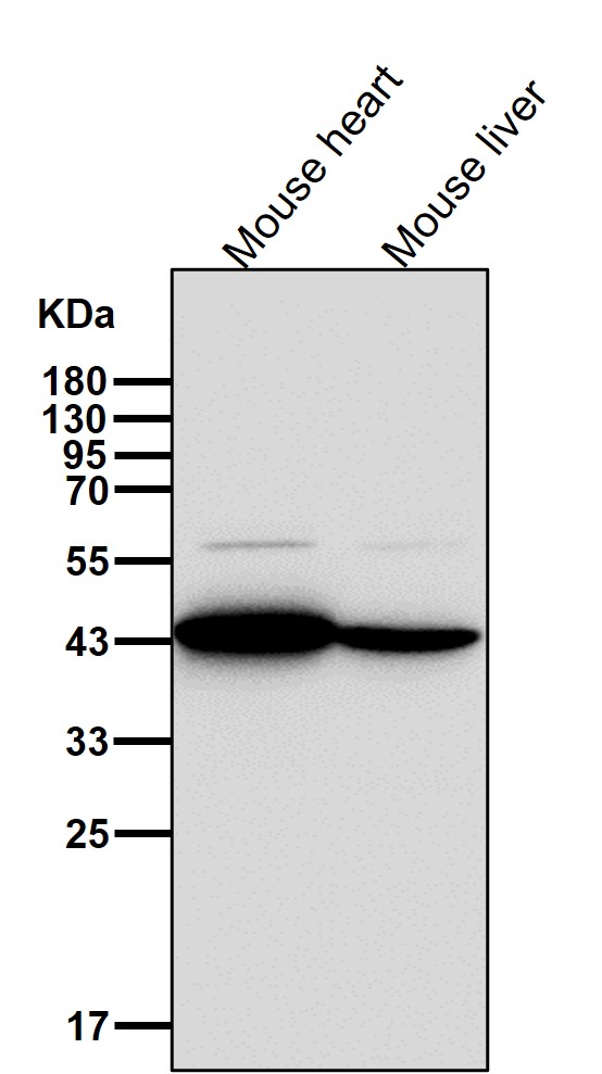 Rabbit Monoclonal to AGTR2