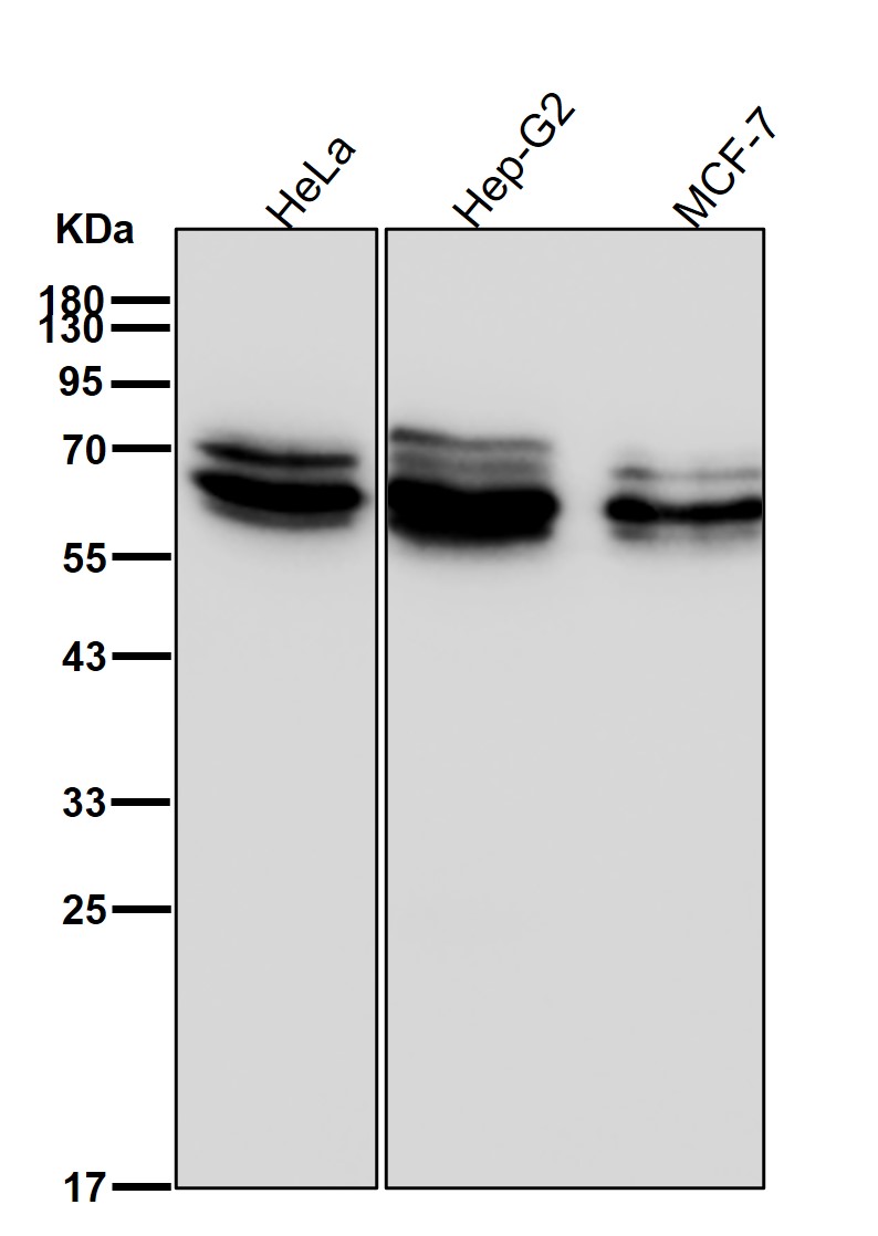 Rabbit Monoclonal to Glutaminase