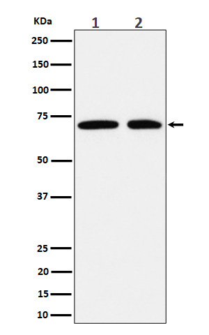 Hsp70